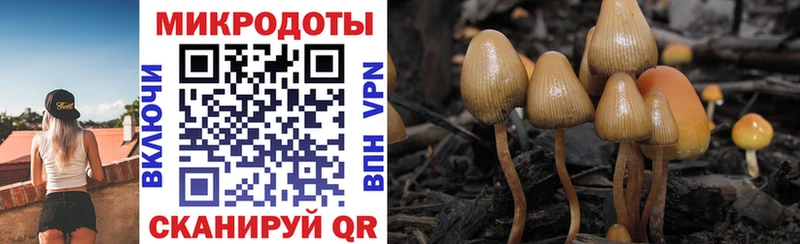ссылка на мегу рабочий сайт  дарк нет наркотические препараты  Псилоцибиновые грибы Psilocybe  Приморско-Ахтарск 