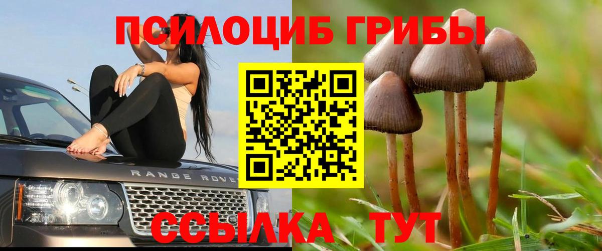 Псилоцибиновые грибы Psilocybe Приморско-Ахтарск
